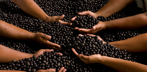 Açaí Berry: mais do que um energético natural, um completo alimento nutricional