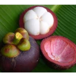 experimente mangosteen