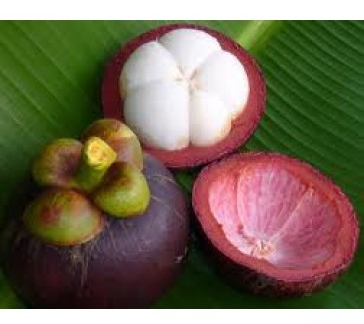 experimente mangosteen