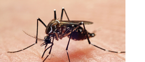 Acabe com os sintomas da dengue