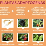 plantas adaptógenas
