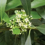 intolerância ao glúten? com o chá verde você não sofrerá este mal!