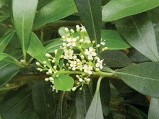 intolerância ao glúten? com o chá verde você não sofrerá este mal!