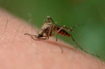 Icaridina: o seu repelente contra dengue