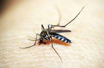 Dengue: sintomas, tratamentos e prevenção