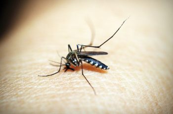 Conheça os quatro tipos de dengue